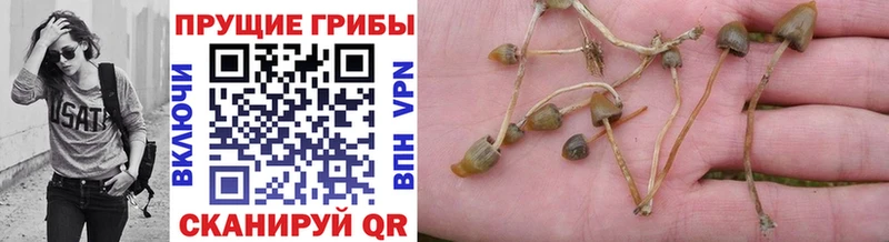 купить   Уфа  сайты даркнета наркотические препараты  Псилоцибиновые грибы Cubensis 